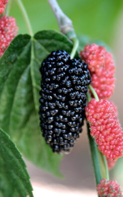 עץ תות ארוך פקיסטני בגודל בינוני 25 ליטר