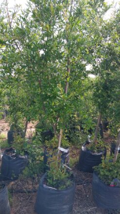 Alternative view of עץ רימון וונדרפול בגודל בינוני או בוגר