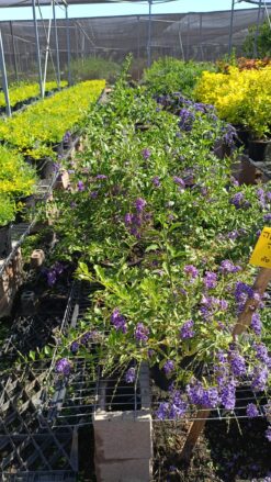 גיישה סגולה בדלי