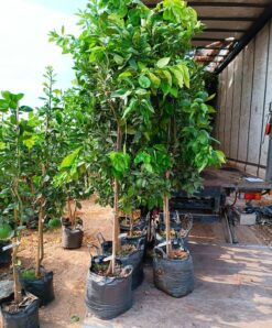 Alternative view of עץ אשכולית לבנה בגודל בינוני או בוגר