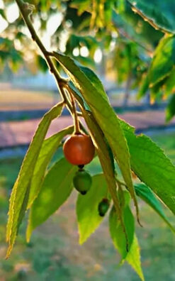 עץ גרגר פנמה בגודל בינוני 25 ליטר
