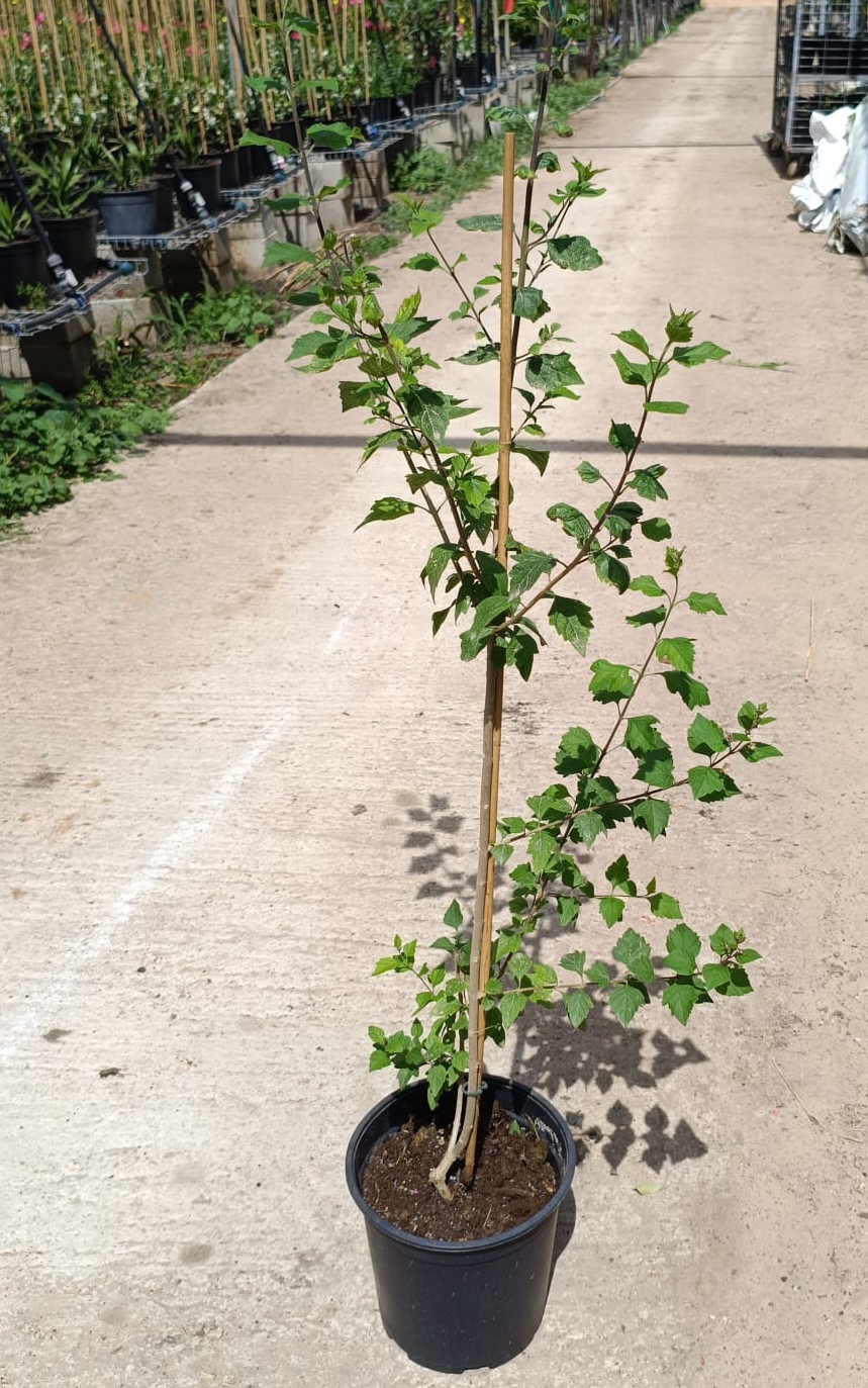 1rXr7KhRupBhbVHa0JNmPjLSSJ1vhFzFTs14lhM6