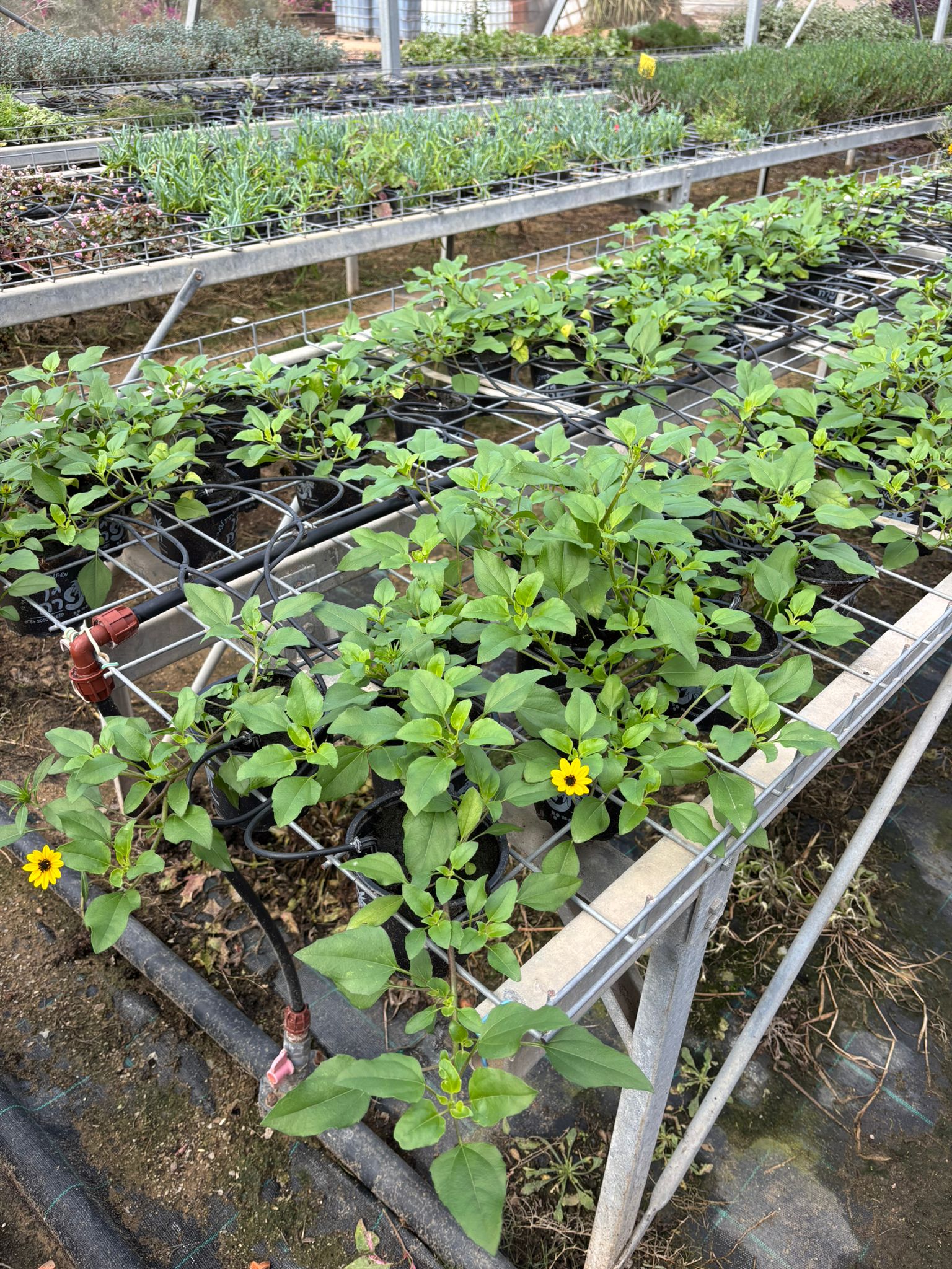 Exelb4xygTy2FURT36EHyxH31fcSm5HbmOvswwKC