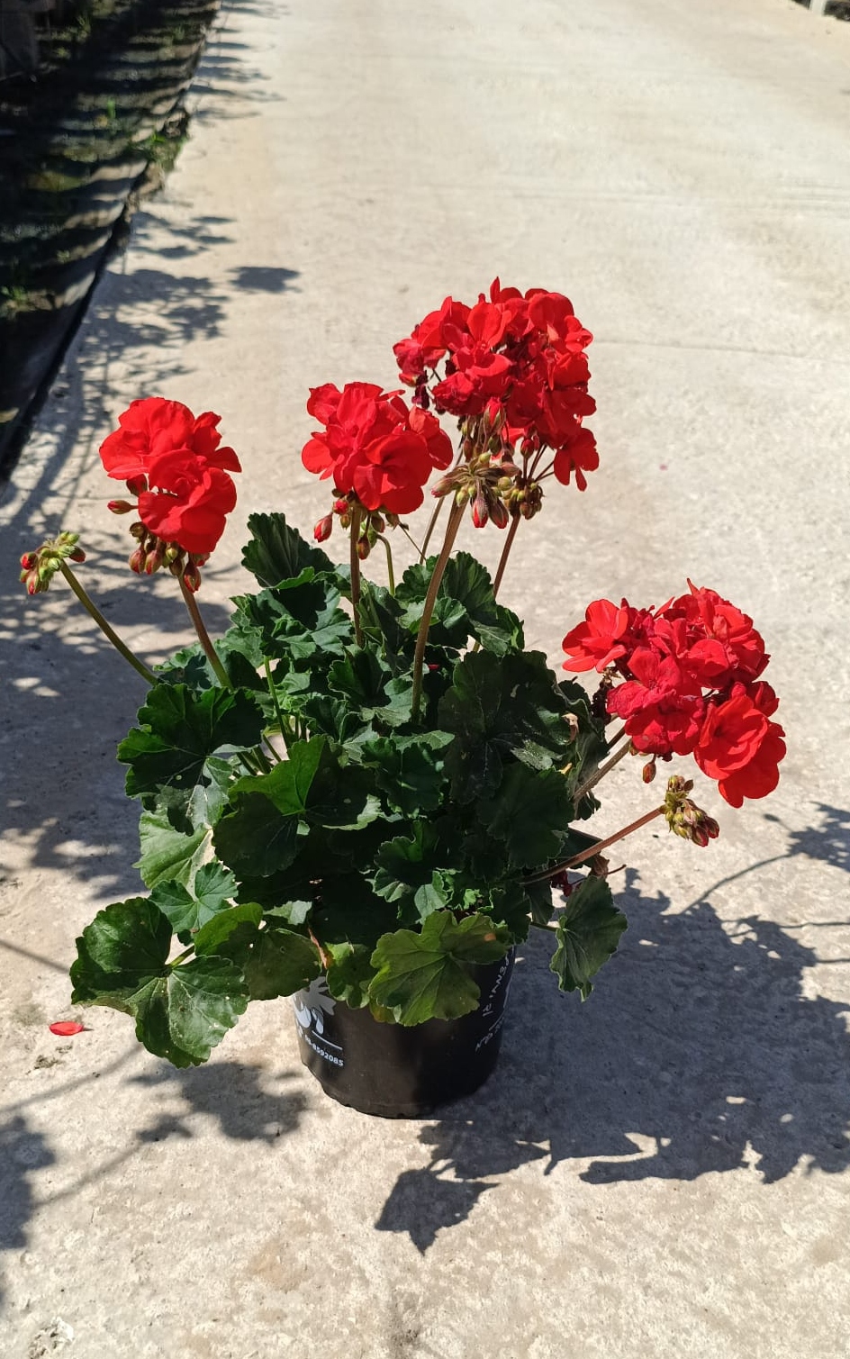 QMYdO1lEcyKBvnKazRn1uabgjmFbTjBaH3Y8N2Dq