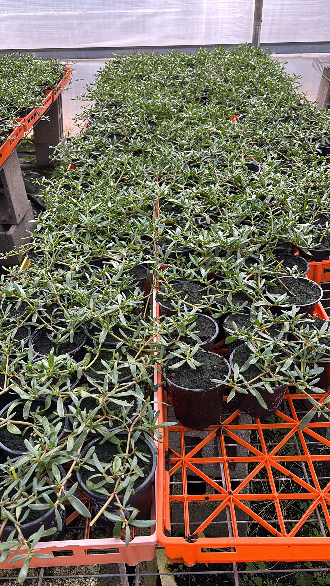 XaGdwHq6l0RRfqwxSSFYZupsmO3fL9bK5Yn3Y7bK