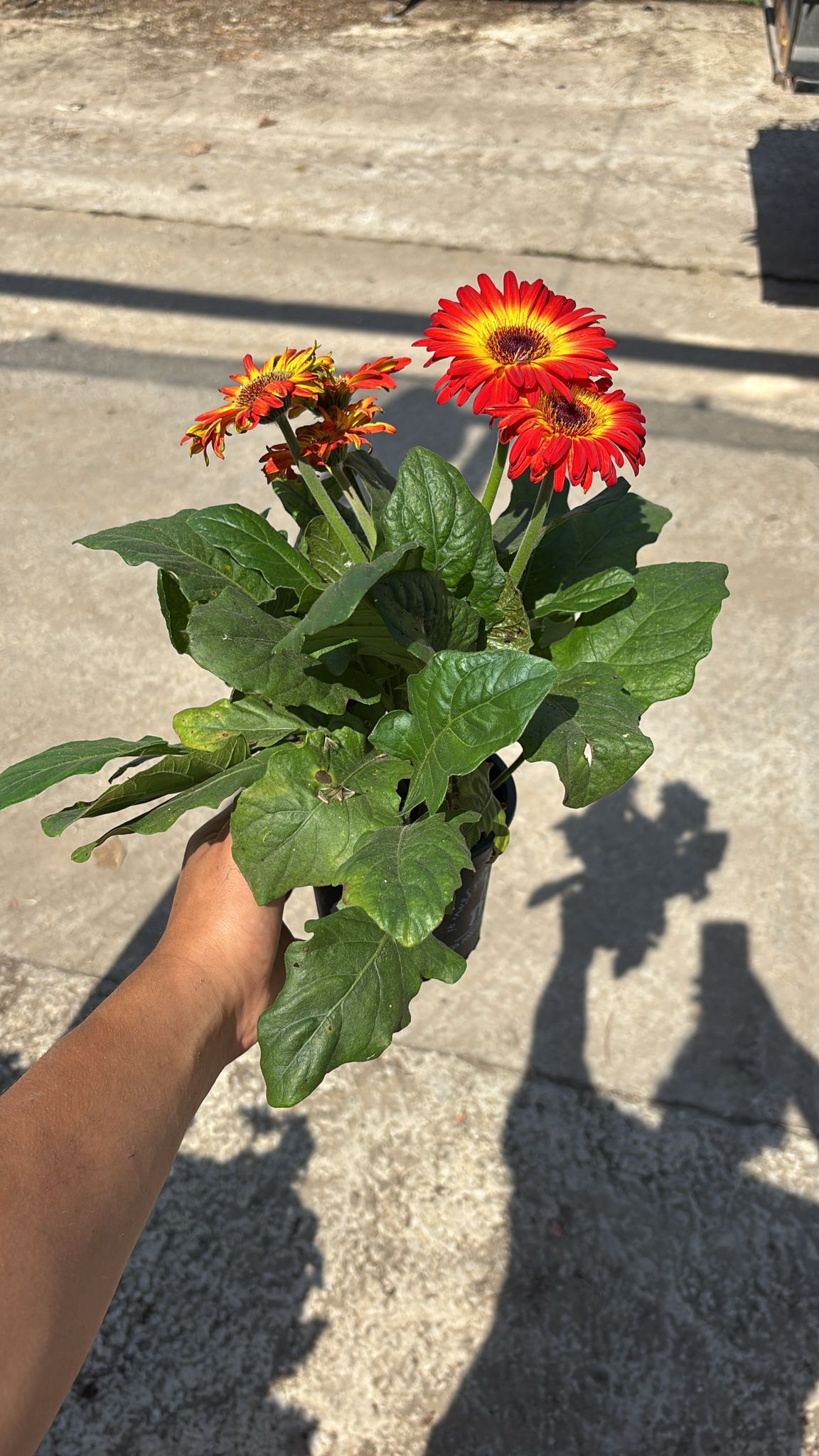 swFxi1C705m9RAPXUodIUV4KJAveipQLZH6ju0PT