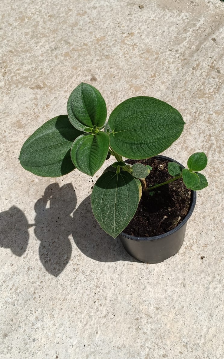 2G4t5nX8RjsfdyHRzgUi59hEI04EN4LWpjvIHjoZ