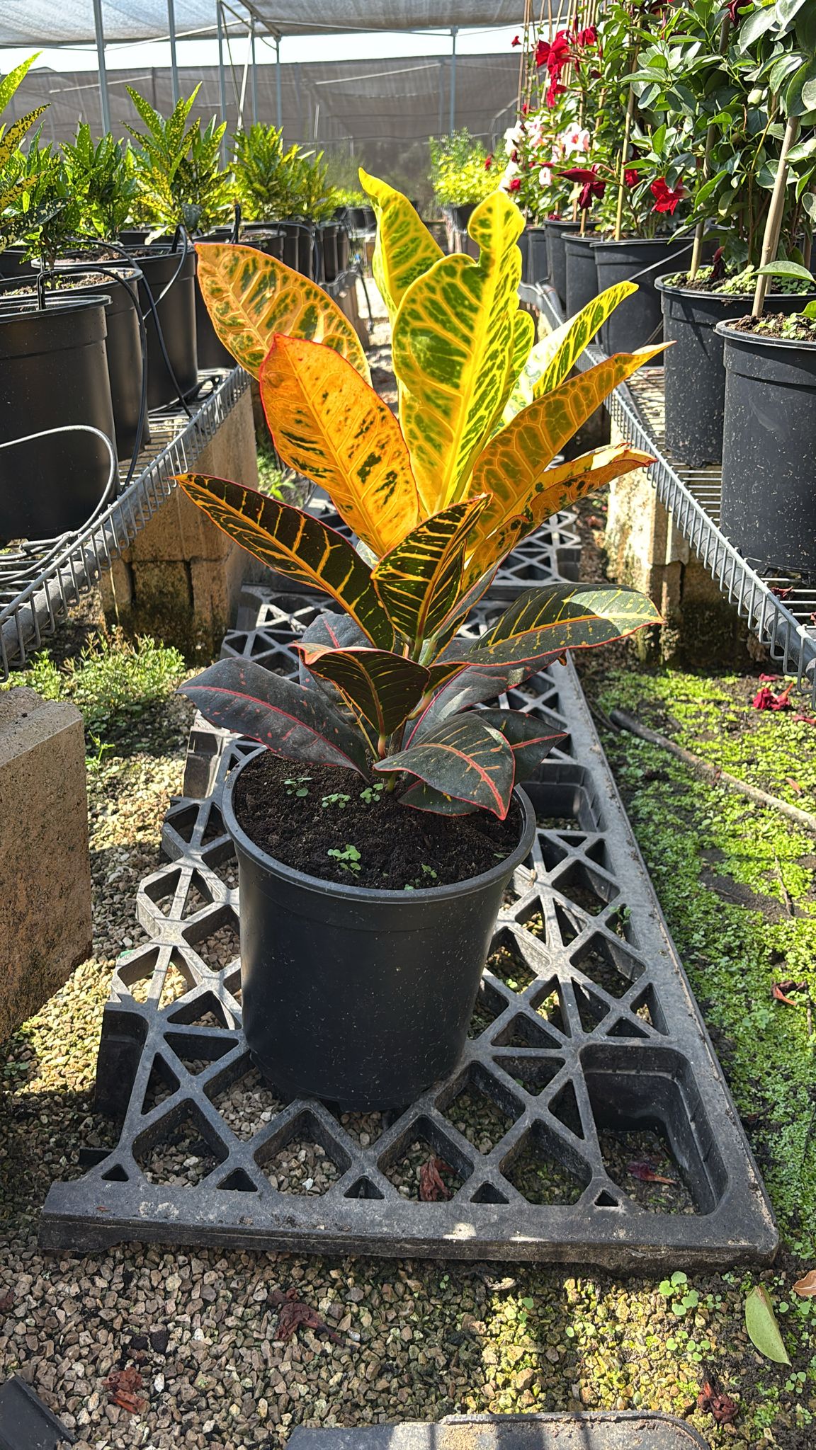 5BVQLaVpYWRCgoxUV6ipt1RJGb0CaxoGxML1pzca