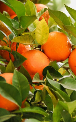 עץ קלמנטינה מיכל