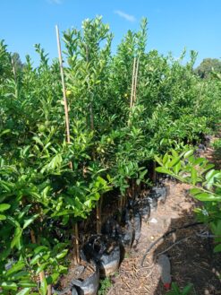 Alternative view of עץ קלמנטינה מיכל