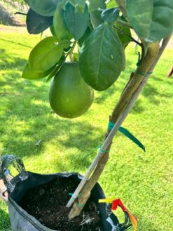 Alternative view of עץ פומלה לבנה