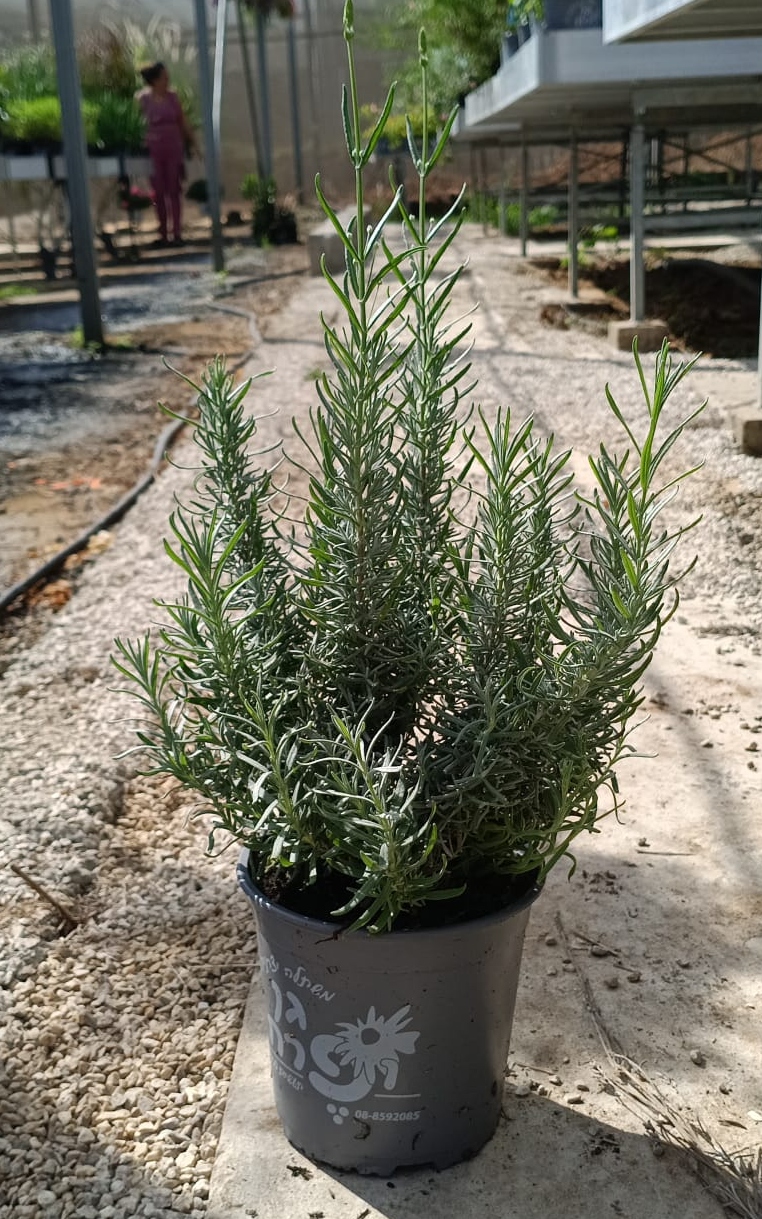 QXgBPiSqe0XMXVj9wxvgSp0B1JJjeXoAt4r63fEh