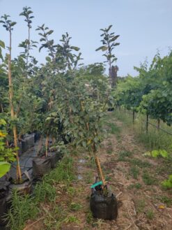 Alternative view of עץ תפוחים