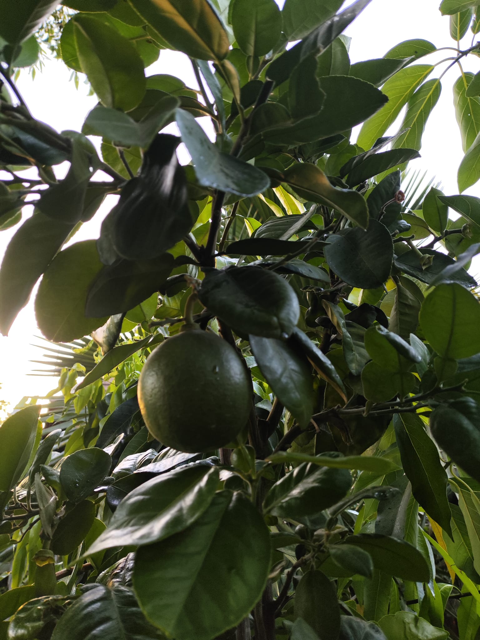 UJv1z0TEuNTYADnY4OEdWxEPD9iBXuWaqKtKFpVx