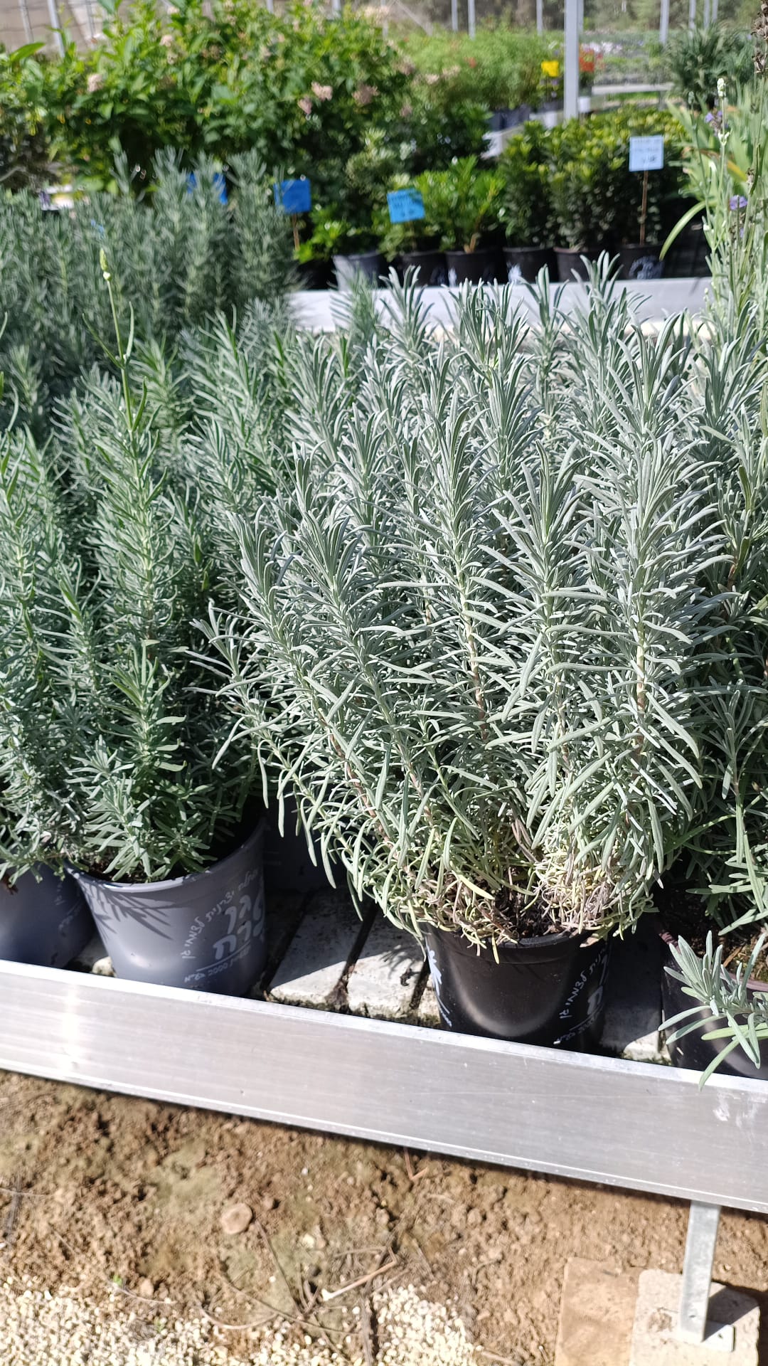 alhOoObpRYoKqhLOfIBdBYD3DXSZYBlIJG23T1mc