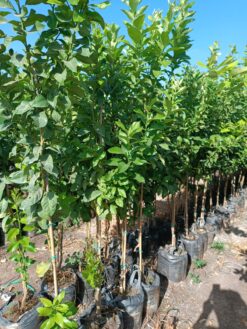 Alternative view of עץ תפוז