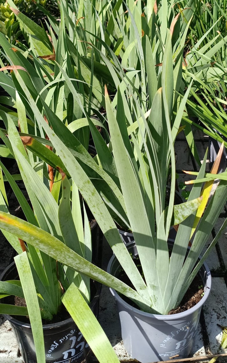 nhpDv2Y2q4wQIK82TulXrgAFPzbdvcTeRvNaXb1S