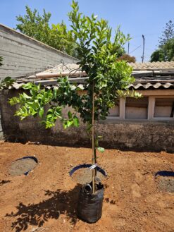 Alternative view of עץ לימון יוריקה בגודל בינוני או בוגר