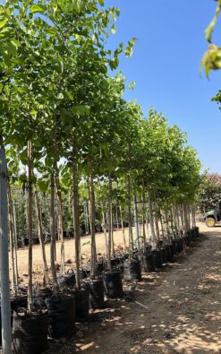 בוהיניה אדומה פנינה