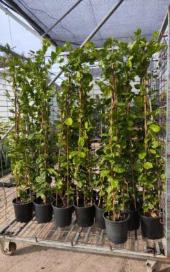 יסמין סמבק בדלי