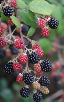 שיח אוסנה בדלי גדול - פטל שחור