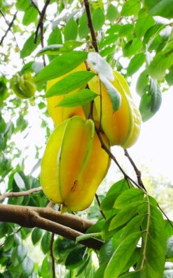 עץ קרמבולה מתוקה בגודל בינוני או בוגר