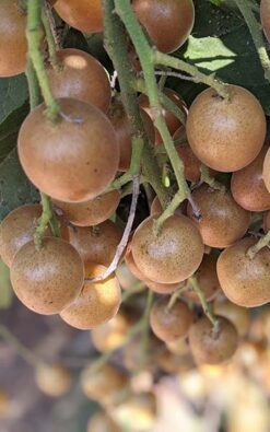 עץ וומפי בגודל בינוני או בוגר