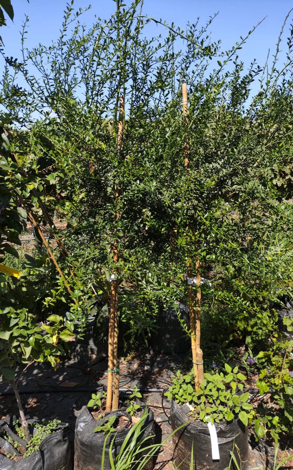 עץ פינגר ליים - בגודל בוגר 50 ליטר