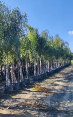 דקל קוקוס ענק 3-4 מ'