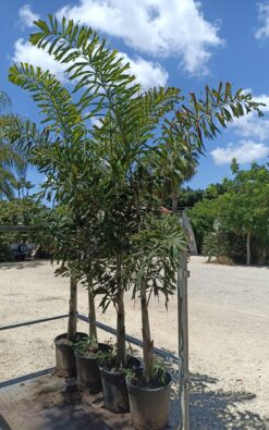 דקל זנב שועל חצי בוגר 2 מ'