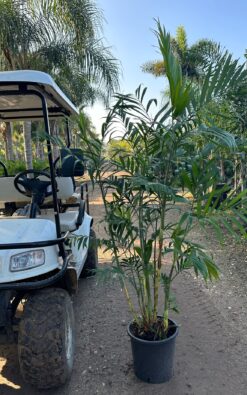 דקל חמדוריאה בגודל בוגר