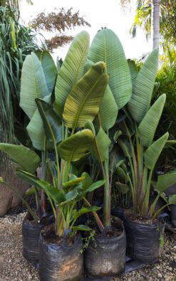 ציפור גן עדן ניקולאי - בוגר ב50 ליטר