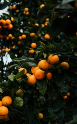 עץ קלמנטינה אור בגודל בינוני או בוגר