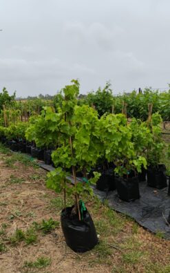 גפן במגוון זנים