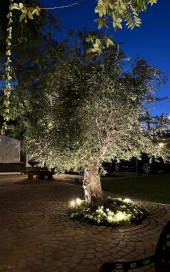 עץ זית - ענק בן 40 עד 60 שנה