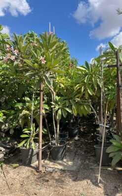 עץ פיטנה - ענק 2 צול