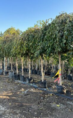 תות בחות זכר - גודל ענק