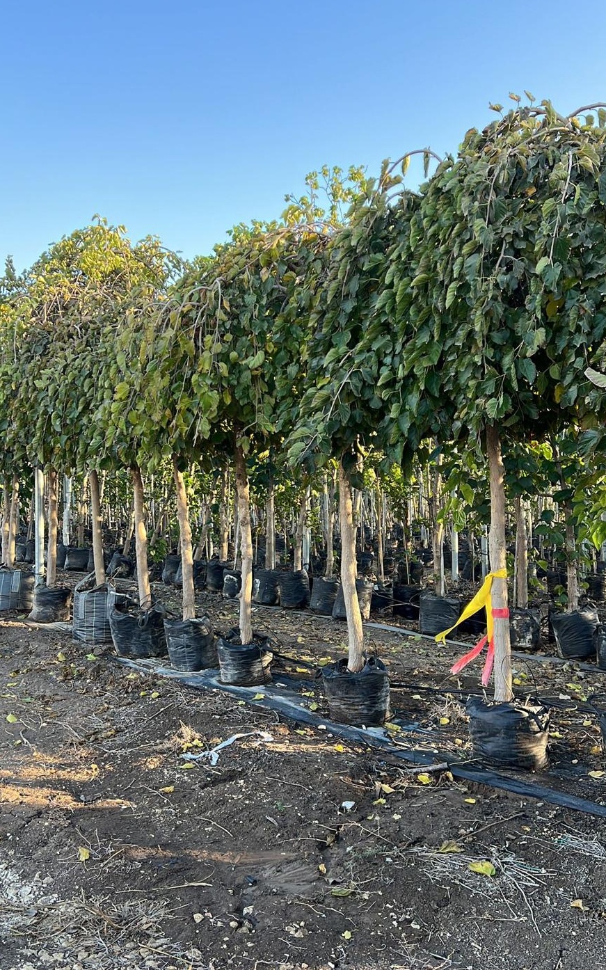 תות בחות זכר - גודל ענק
