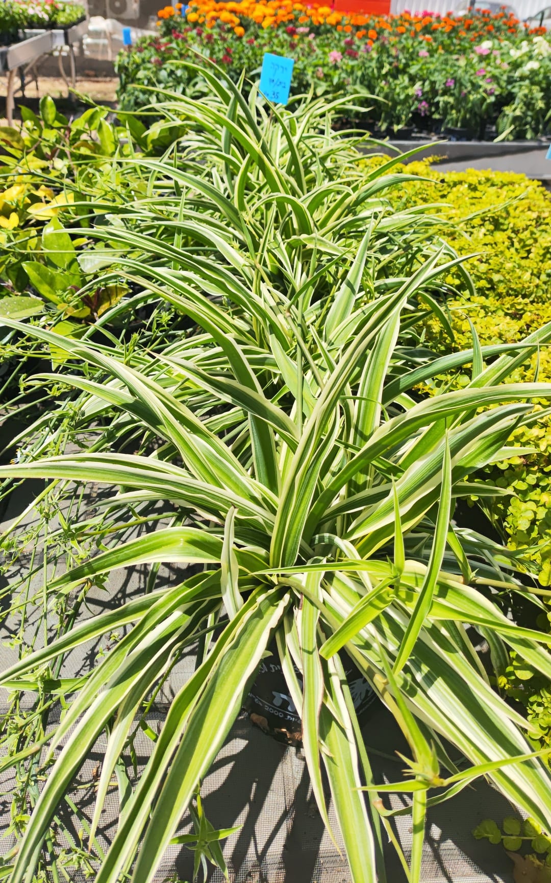 דיאליה מגוונת בדלי קטן