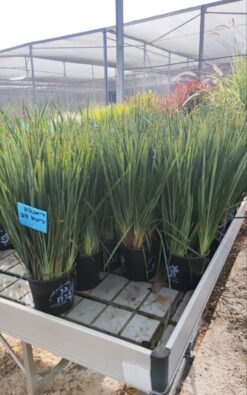 דיאלנה ליטל רב בדלי קטן