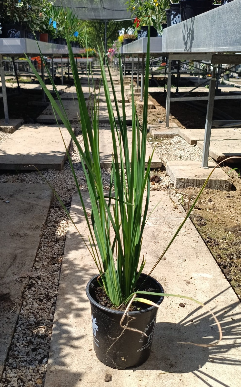 דייטס גדול פרחים בדלי