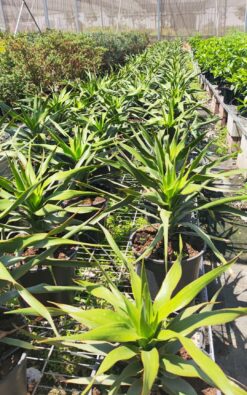 דרצנה אוסטרלית ירוקה בדלי