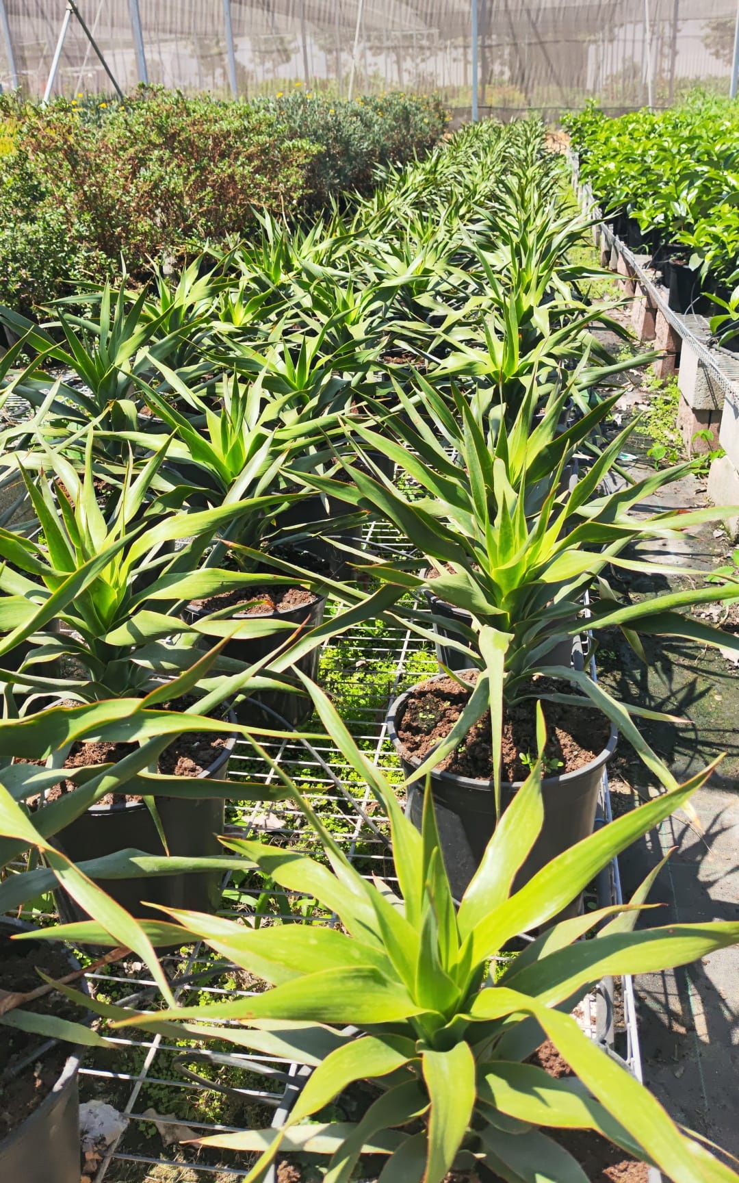 דרצנה אוסטרלית ירוקה בדלי