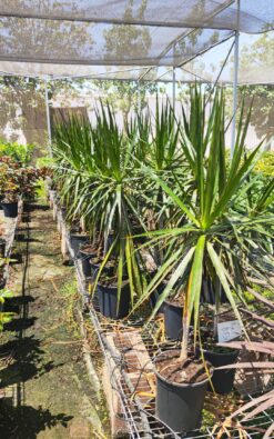 דרצנה מרגינטה בדלי