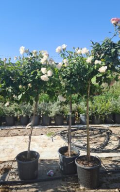 ורד על גזע -10 ליטר