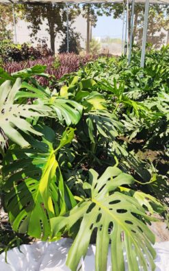 מונסטרה בדלי גדול