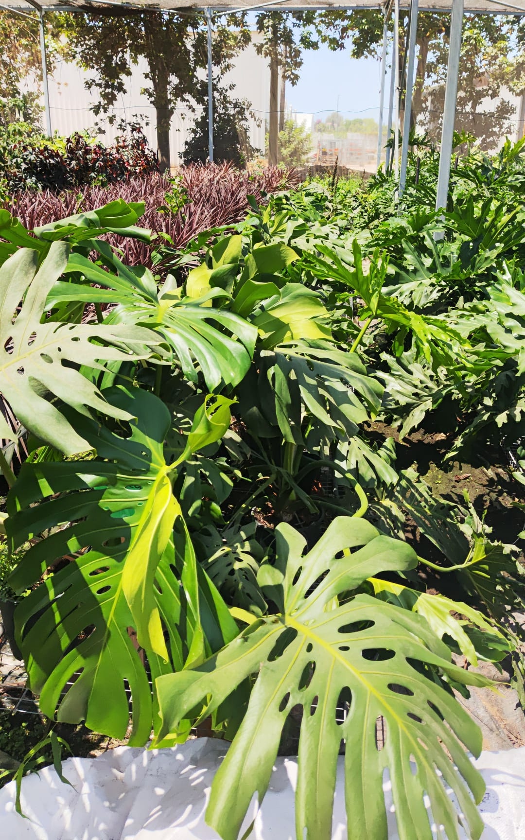 מונסטרה בדלי גדול