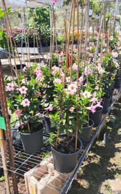 מנדביליה מטפס בדלי