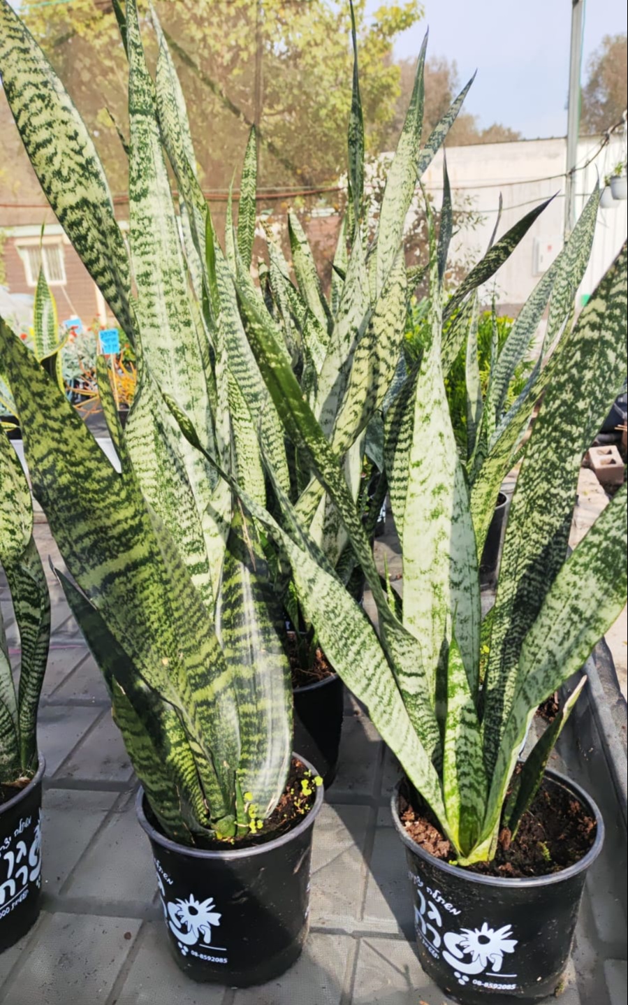 סנסיוורה ירוקה בדלי קטן