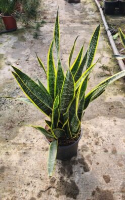 סנסיוורה תלת צבעית בדלי גדול